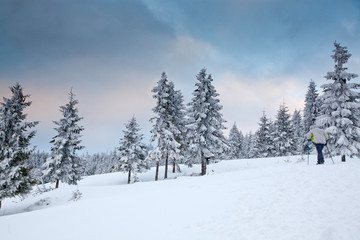 Obraz na płótnie Canvas winter background of snow covered fir trees in the mountains