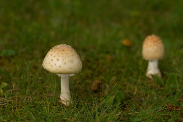 Mushrooms