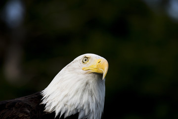 Bald Eagle Portrait