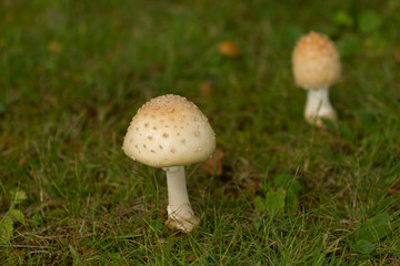 Mushrooms