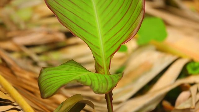 Canna lily plant leaves medium shot upward panning camera, bokeh background shallow depth of field.