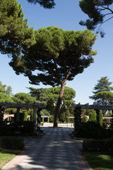 Pine trees, Madrid