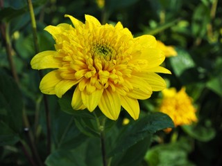 Yellow Helianthus flower, variety 'Happy Days'