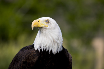 Bald Eagle Portrait