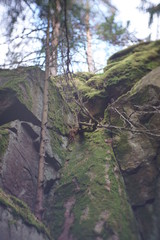 Cliff in forest