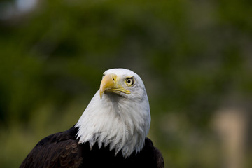 Bald Eagle Portrait