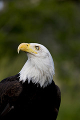 Bald Eagle Portrait
