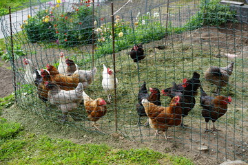 Chickens on the farm