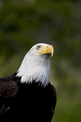 Bald Eagle Portrait