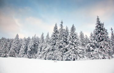 Fototapeta na wymiar winter background of snow covered fir trees in the mountains