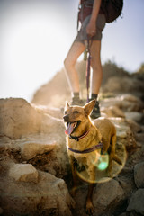 hiking dog with lens flare - 225236956