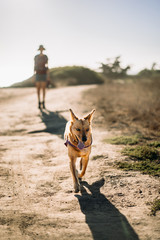 Dog and girl hiking - 225237312