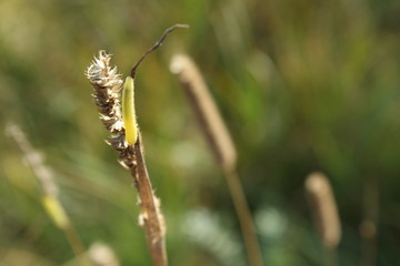 green caterpillar on a branch