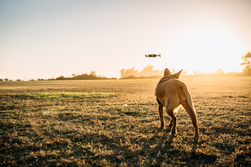 Dog and drone - 225237570