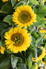 Obraz premium Sonnenblumen, Garten, bio