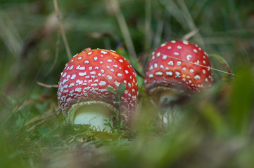 Aminata Muscaria (Fly Agaric), Poisonous Mushrooms on a natural backdrop in the autumnal forest