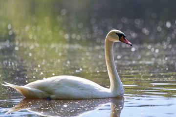 Fototapeta premium White mute swan swimming on the lake during the sunny summer day, beautiful example of the big birds, nature in Czech Republic.