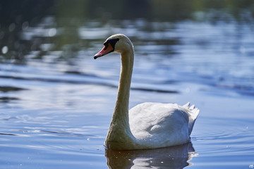 Closeup portrait of mute white swan swimming on the water, lake or pond in the countryside in Czech republic. Swans are birds of the family Anatidae within the genus Cygnus