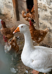 goose on a farm