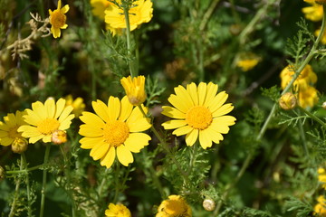 Wild yellow daisies