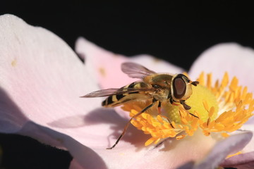 Howerfly drinking nectar © ramund88