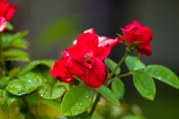 Red Rose flower. Nature. close up, selective focus