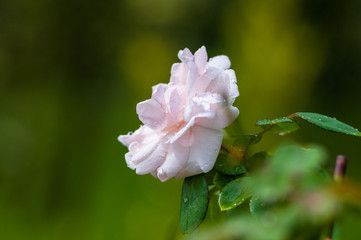 Obraz premium White Rose flower with raindrops. Nature. close up