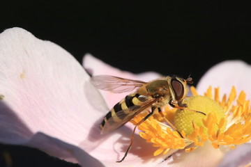 Howerfly drinking nectar