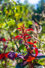 Red leaves Rose. Nature. close up, selective focus