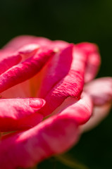 Pink Rose flower. Nature. close up, selective focus