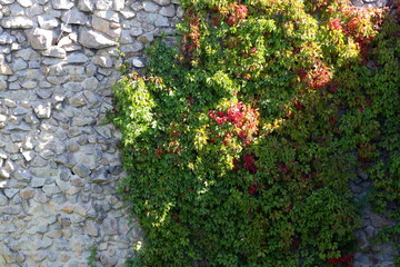 Wild grapes on wall. Green winding liana covers high wall. Fencing with green leaves
