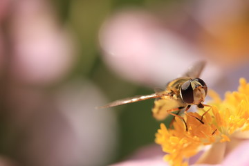 Howerfly drinking nectar
