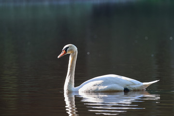White swan swimming on the lake or pond in countryside during the summer sunny evening in Czech Republic, Swans are birds of the family Anatidae within the genus Cygnus.