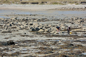 Fototapeta na wymiar Pêche à pieds pendant les grandes marées en Bretagne