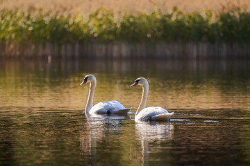 Colorful Picture of two white mute swans, family or couple of birds swimming on lake or pond in clear nature, countryside in Czech Republic during the sunny autumn sunset