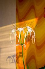 caribbean spider-lily, unique style white flower on multicolored background