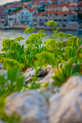 Yellow green flowers on the stone at the shore in Croatia, island Brac.