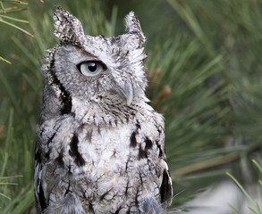 Screech Owl Portrait