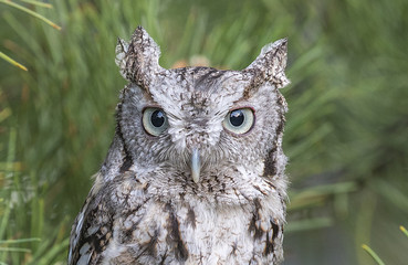 Screech Owl Portrait