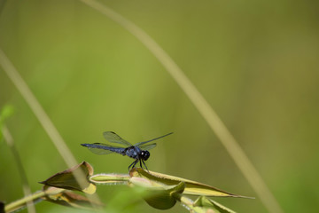 Dragonfly_Perching