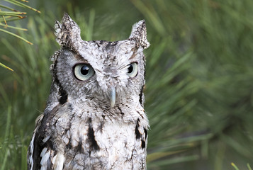 Screech Owl Portrait