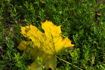 autumn leaves in green grass, close up
