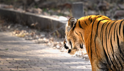 Matkasur, large male tiger from Tadoba National Park, India