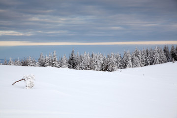 winter background of snow covered fir trees in the mountains