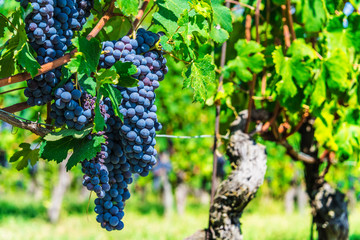 Vineyards in  the Province of Cuneo, Piedmont, Italy