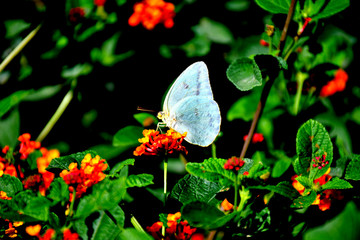 Mariposa Azufre