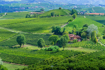 Vineyards in  the Province of Cuneo, Piedmont, Italy