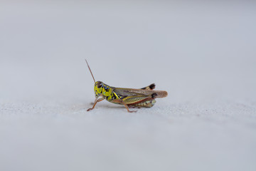 Grasshopper on Stone Macro Up Close