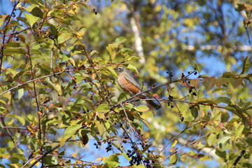 Robin In Tree, Elk Island National Park, Alberta