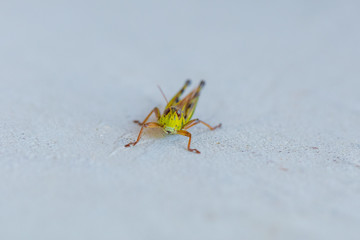 Grasshopper on Stone Macro Up Close